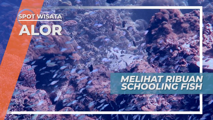 Segerombolan Ikan Laut yang Cantik dan Berwarna Warni Menanti di Bawah Dermaga Pulau Alor