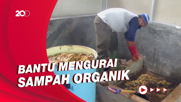 Budi Daya Maggot Si Larva Hitam untuk Atasi Masalah Sampah