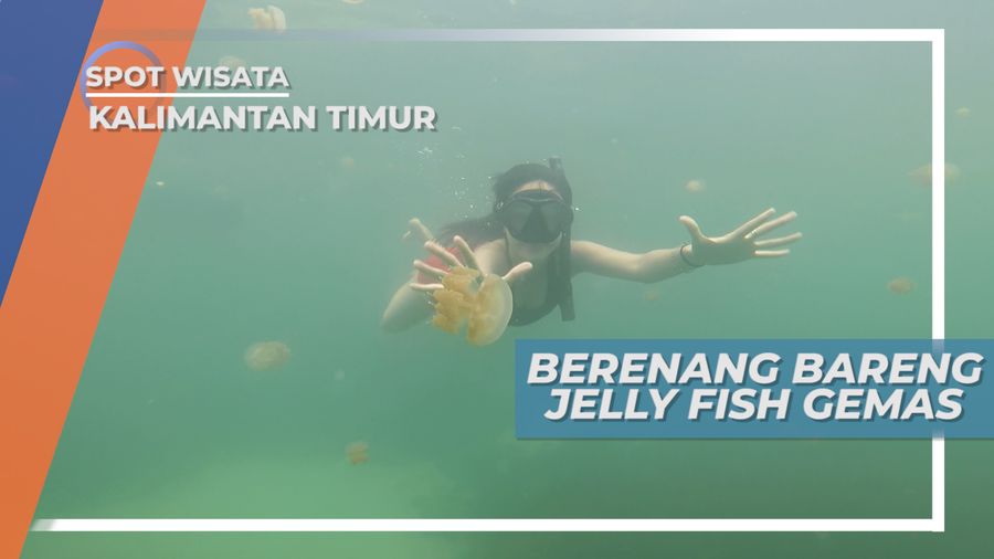 Berenang Bersama Ubur-ubur di Danau Kakaban, Berau