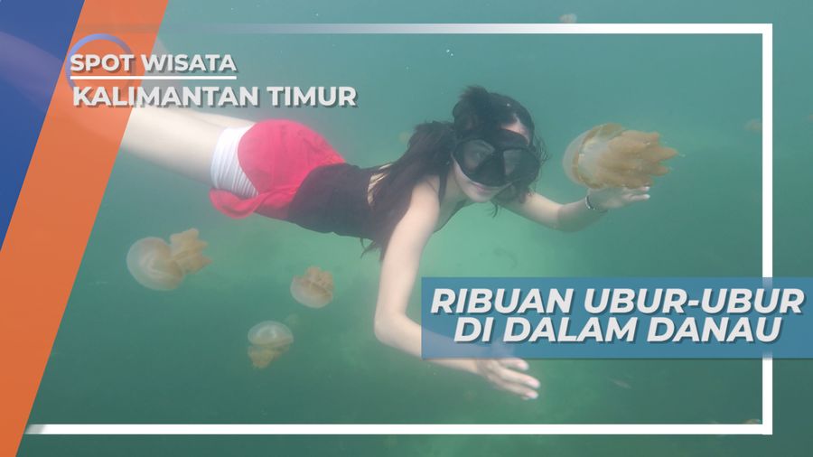 Danau Kakaban, Habitat Ribuan Ubur-ubur yang Ramah dan Lucu, Berau