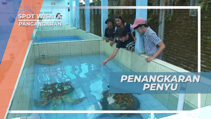 Penangkaran Penyu Pantai Batu Hiu, Berkontribusi Melestarikan Hewan Laut, Pangandaran