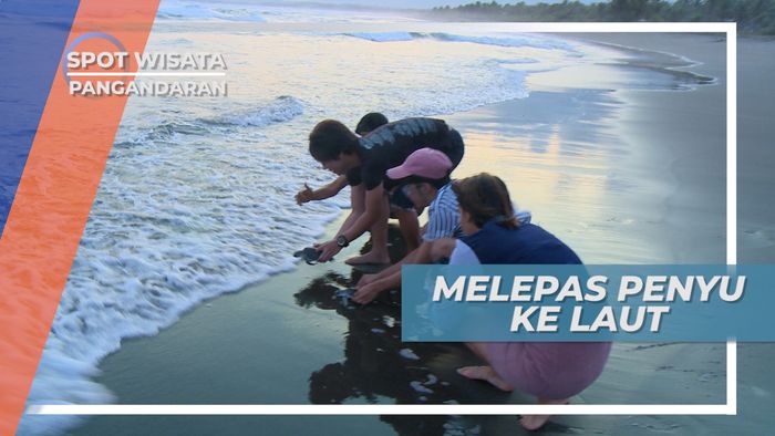 Melestarikan Penyu dengan Membantu Pelepasan Ke Laut, Pangandaran
