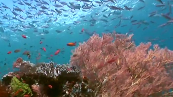 Hari Laut Sedunia, Netizen Ramaikan Twitter