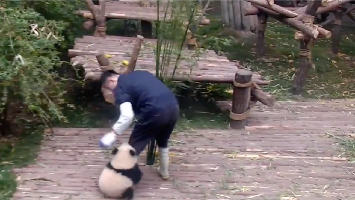 Viral, Video Panda Ganggu Pengasuhnya Kerja