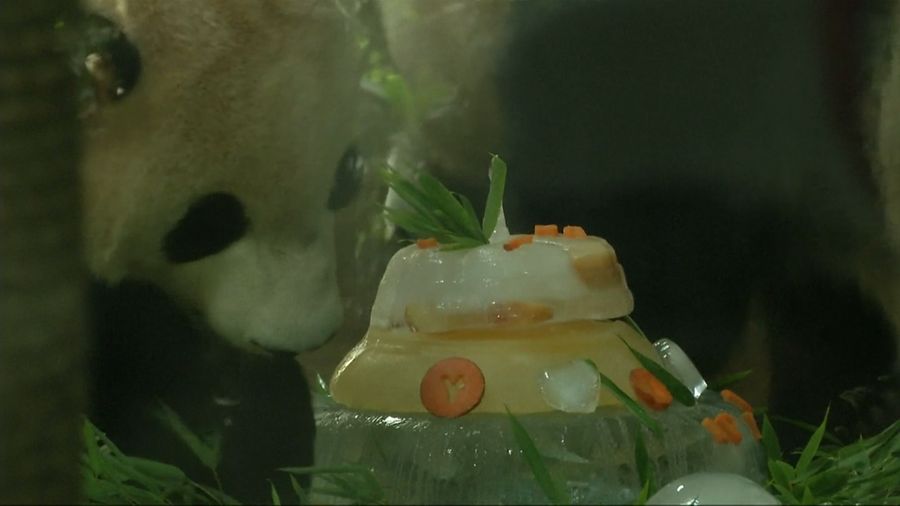 Lucunya Perayaan Ultah Panda di Cina