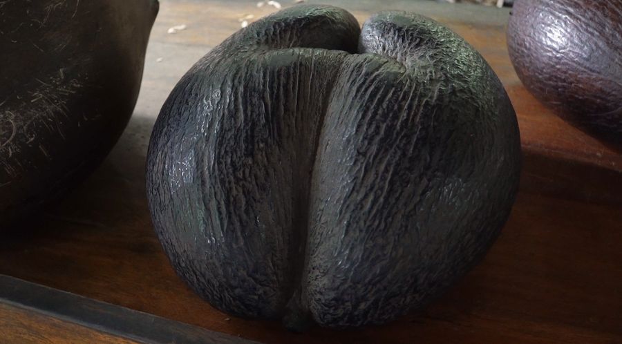 Coco de Mer, Kelapa dari Seychelles Berbentuk Bokong