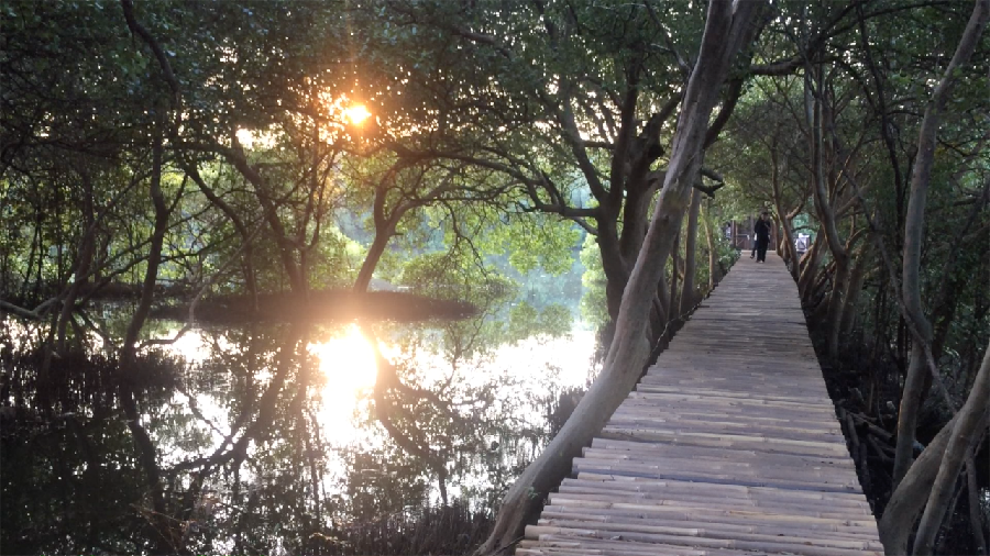 Pesona Hutan Mangrove di Tengah Ibu Kota Jakarta 