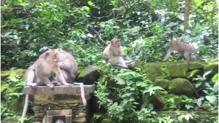 Melihat Tingkah Kera Nakal di Hutan Ubud