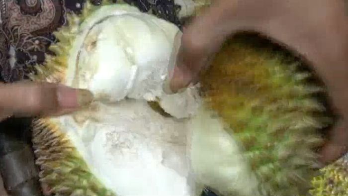 Asyiknya Menikmati Durian Langsung dari Kebun