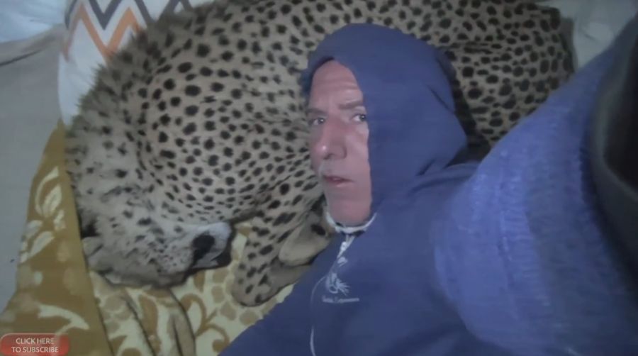 Wow, Pria Ini Jadikan Cheetah Betina Sebagai Bantal!