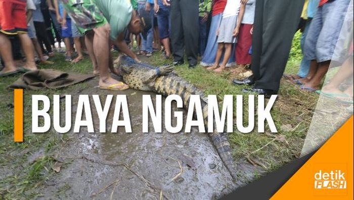 Seekor Buaya Ngamuk saat Diamankan Polisi di Jombang