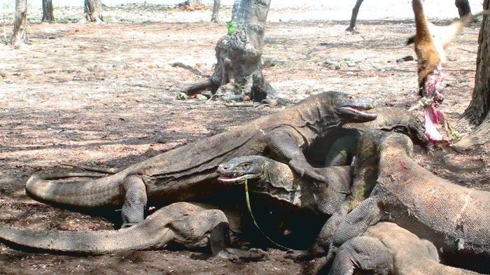 Diary detikTravel: Komodo