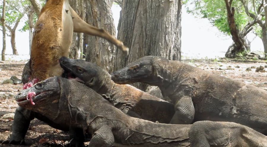 Langka! Video Brutal Komodo Memakan Mangsa