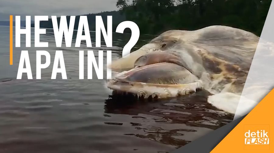 Busyet, Bangkai Hewan di Maluku ini Gede Banget