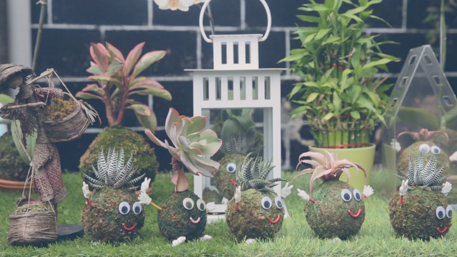 Planter Craft, Lumut Yang Menghasilkan Puluhan Juta Rupiah 
