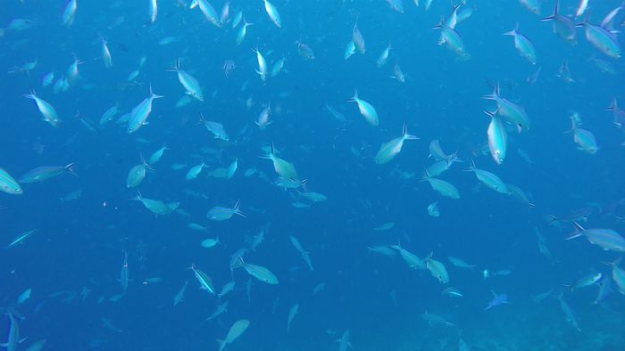 Menengok Kisah Sedih dari Raja Ampat