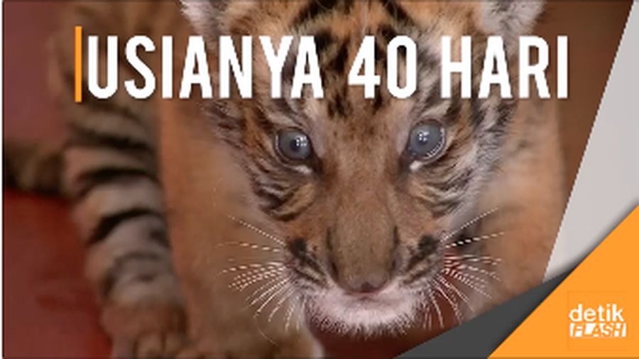 Anak Harimau China Selatan Ini Unyu Banget Deh!