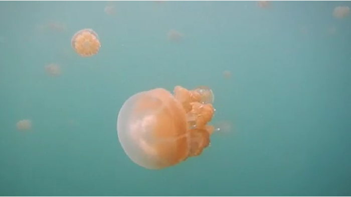 Berenang Ditemani Ubur-ubur Stingless Jellyfish