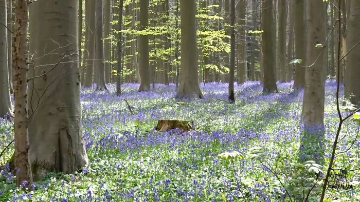 Ada Hutan Berwarna Biru di Belgia