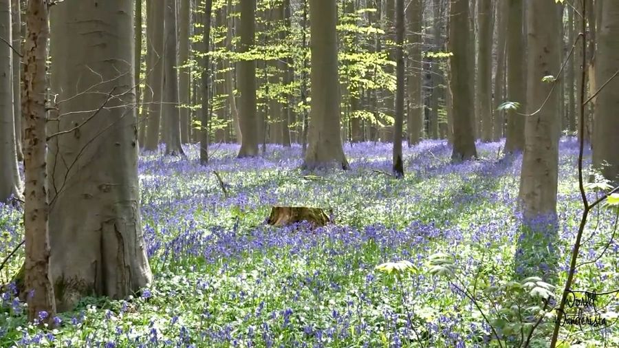 Ada Hutan Berwarna Biru di Belgia