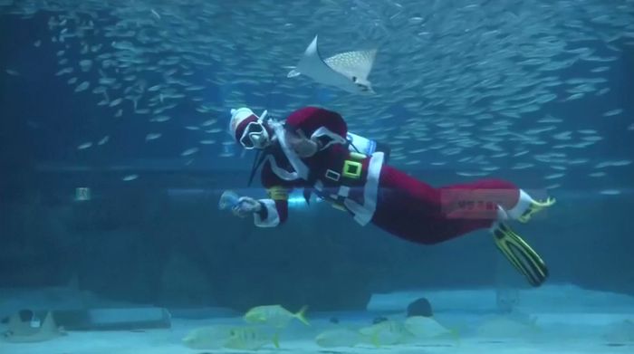 Ada Pertunjukan Bawah Laut dari Santa untuk Menyambut Natal