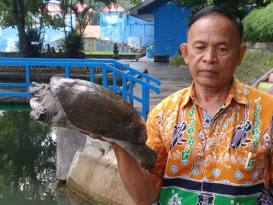 Aneka Cerita Bulus Penghuni Sendang Tawun Ngawi