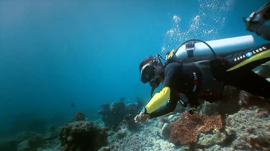 Indonesia Juara Destinasi Diving Terbaik Dunia