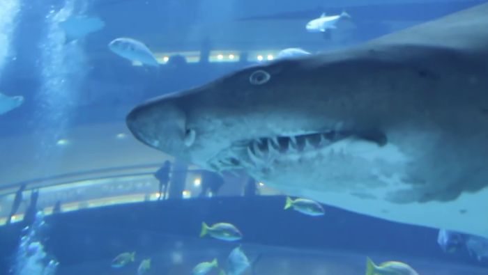 Keren! Hiu Hingga Penguin Bisa Dilihat di Dalam Mall