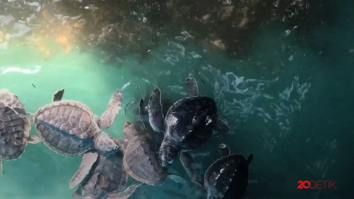 Kampung Penyu, Wisata Ekologi di Kepulauan Selayar
