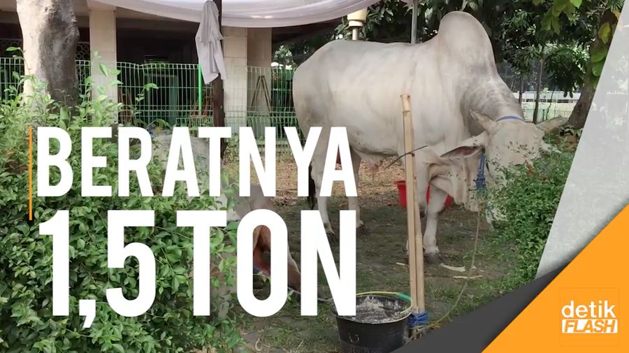 Sapi Kurban Pak Jokowi-JK Sudah Neduh di Masjid Istiqlal