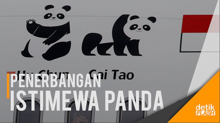 Ini Maskapai Khusus Garuda Bawa Diplomasi Panda