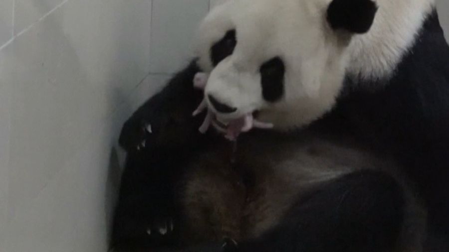 Melihat Momen Panda Raksasa Melahirkan