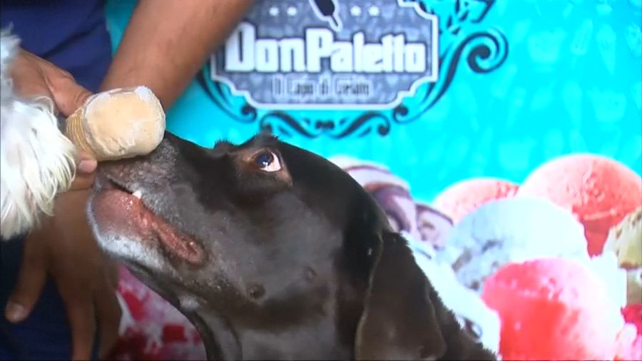 Heladog, Es Krim untuk Anjing di Meksiko