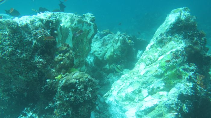 Begini Parahnya Kerusakan Terumbu Karang di Raja Ampat