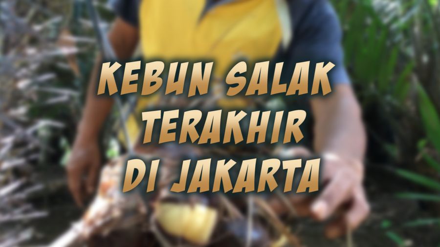 Kebun Salak Terakhir di Jakarta