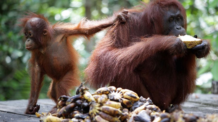 Netizen Kecam Pembunuh dan Pemasak Orangutan