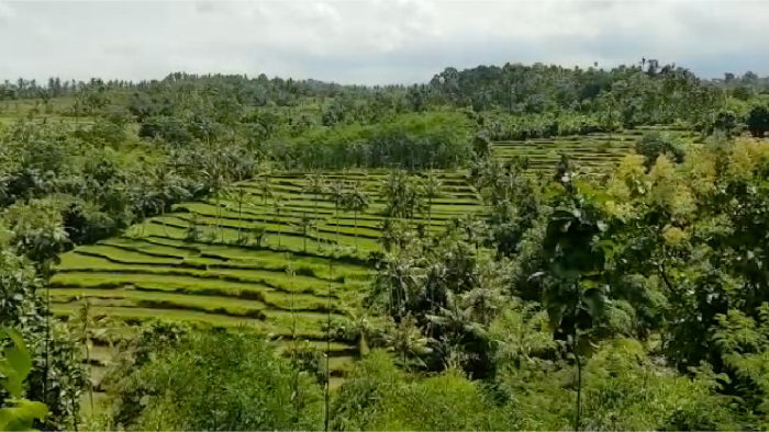 Panorama Ala Ubud di Banyuwangi