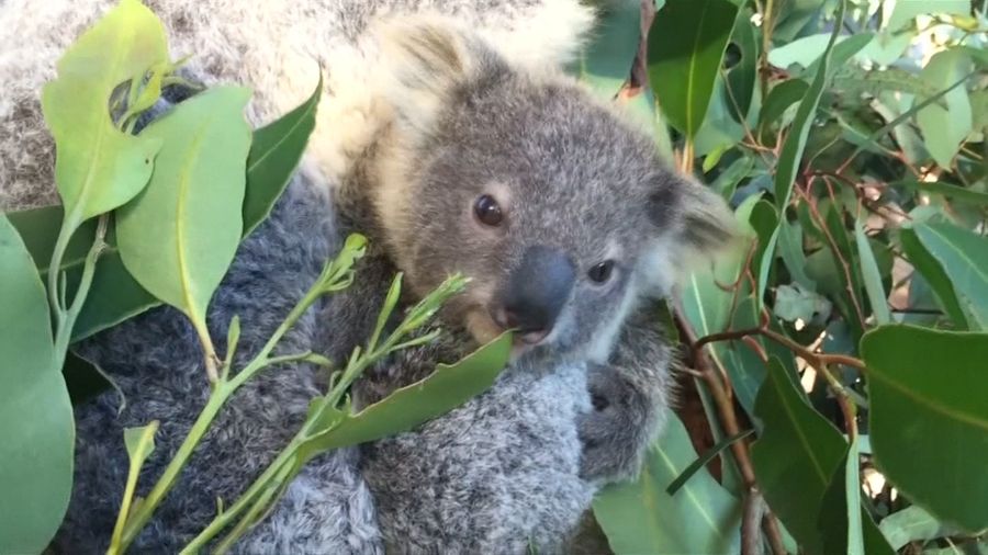 Joey Koala Kado Natal Terindah