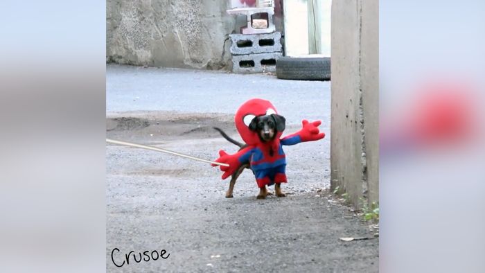 Kocak! Ketika Anjing Jadi Spider-Man