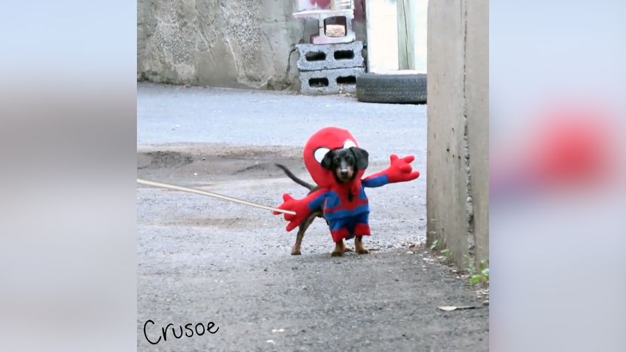 Kocak! Ketika Anjing Jadi Spider-Man