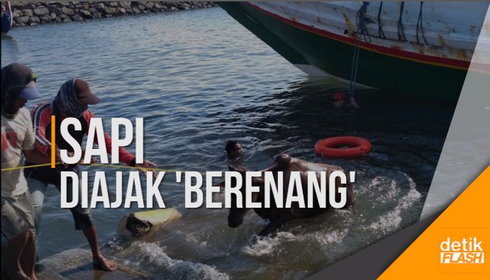Permintaan Sapi Potong Asal Madura Melonjak