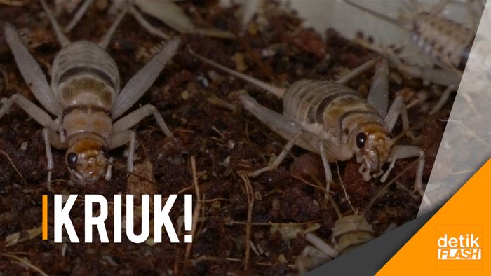 Lupakan Sapi, Saatnya Makan Jangkrik!