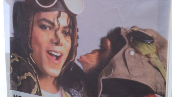 Lihat Aksi Simpanse Milik Michael Jackson Melukis
