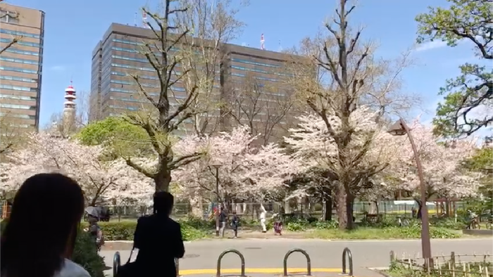 Sakura Peneduh Mata di Taman Hibiya Tokyo