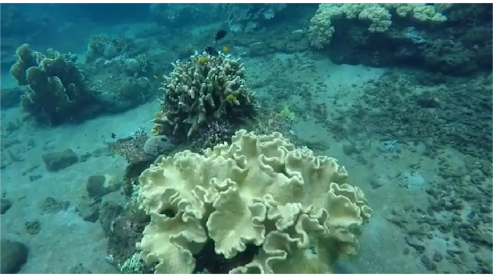 Pesona Bawah Laut Banyuwangi