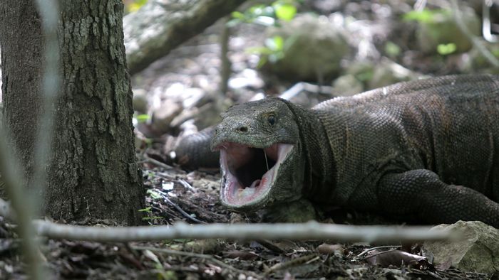 Rayakan Ulang Tahun, Komodo Mejeng di Google 