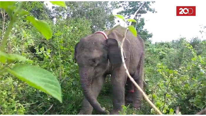 Menyelamatkan Anak Gajah yang Terpisah dari Kawanannya di Aceh