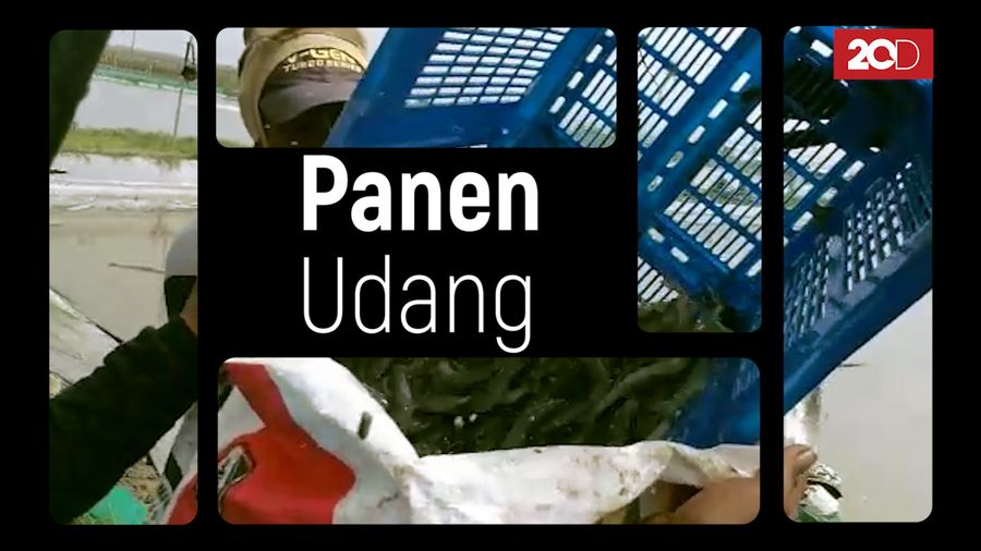 Saat Panen Udang Tiba 