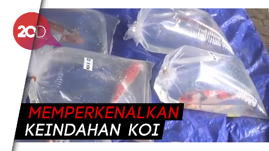 Adu Lomba Ikan Koi Yuk!