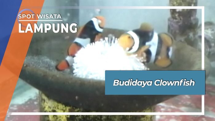 Budidaya Clownfish, Lampung